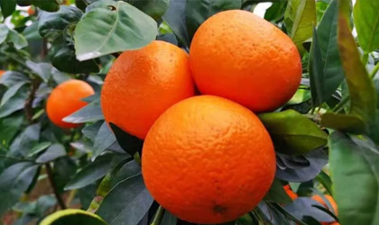 津巴布韦柑橘：中国海关完成检验出口将近 反季供应中国物美价廉