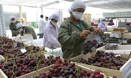 秘鲁葡萄新季出口或增长11% 新品种辈出推动消费