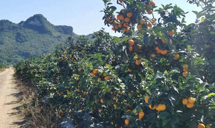 甜弯弯：金秋砂糖橘抢先上市 本季风味优于往年