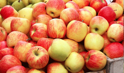 新西兰苹果、梨本季产量或突破58.4万吨