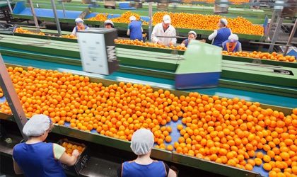 西班牙柑橘新季产量有望增长12%    2019/20季利润创下历年新高