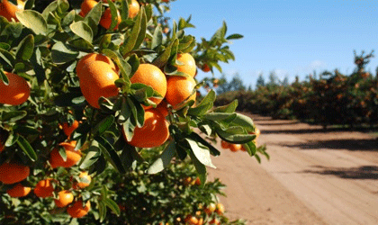 澳洲柑橘巨头Nutrano：中国市场带动亚洲整体销售增长