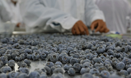 秘鲁蓝莓：中国贸易增长75% 本季再创出口佳绩