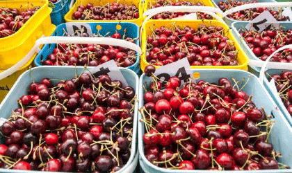 新西兰樱桃：价值7000万元出口型果园招募投资