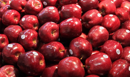 华盛顿苹果最新本季预期：产量小幅减少 采收延迟数周