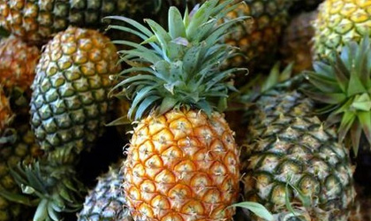 哥斯达黎加菠萝终获中国准入 品质产量兼具优势