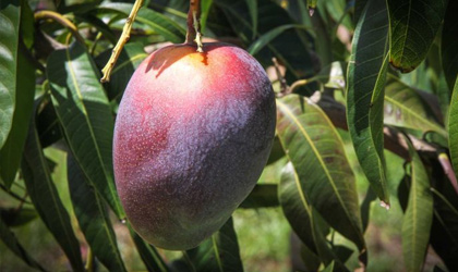 澳洲引入深红果皮芒果新品种 有望延长澳芒季一个月