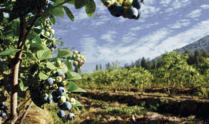 智利Hortifrut与佳沃鑫荣懋成立合资公司 2018年投入中国蓝莓种植