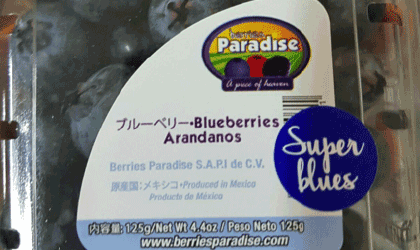 京东生鲜联合大连毅都 产地空运首发墨西哥蓝莓