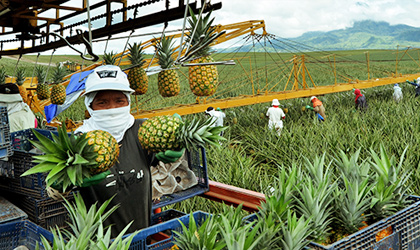 都乐：菲律宾新增菠萝种植基地增产25万吨