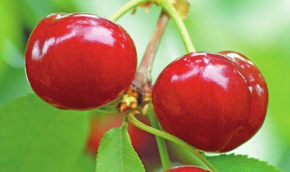 中美贸易战即将正式升级 土耳其樱桃有望取代美国樱桃