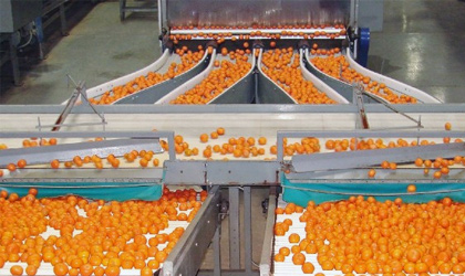 欧洲最大柑橘集团Citri&Co成立 年供应量达50万吨
