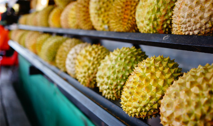 马来西亚榴莲对华出口四年增长十倍 近期举办大型活动推广250种榴莲产品