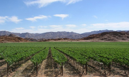 南非葡萄业大规模投资晚熟产区 增产百万箱延长供应期