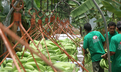 墨西哥香蕉预期年底前获得中国准入协议