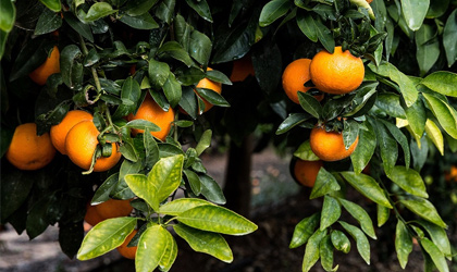 以色列Jaffa Orri蜜桔种植者获国家提供的长期支持 满足不断增长的全球市场需求