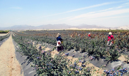 智利欲商业化种植中国果蔬 对华出口进一步多元化