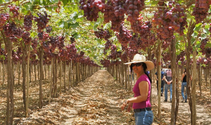 秘鲁鲜食葡萄：本季出口量预计减少15%