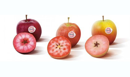 红肉苹果Kissabel南半球扩种成功 市场反馈积极有望走俏亚洲