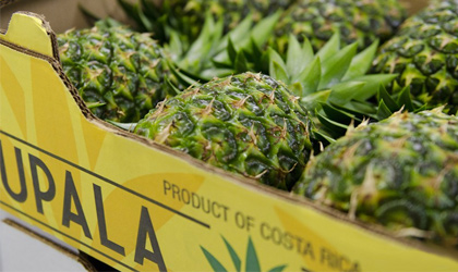 哥斯达黎加菠萝：试水中国表现不俗 期待未来扩大供应