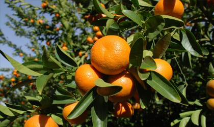 首批50000吨老挝柑橘明年启动输华