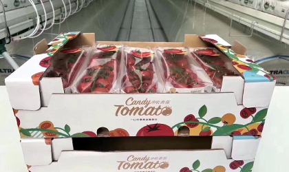 海升枝纯品牌推出新品串收番茄Candy Tomato