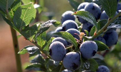中国成秘鲁蓝莓第三大出口市场 7月起市场表现不凡