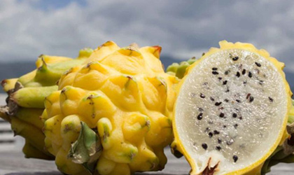 厄瓜多尔水果在中国：香蕉芒果面对竞争挑战 麒麟果最快三月内获得准入