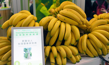 抗病香蕉新品种“台蕉7号”期待在东南亚和中国扩展种植