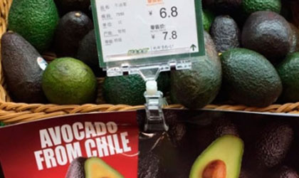 进口牛油果：智利输华量接近翻番 墨西哥关税下调至7%