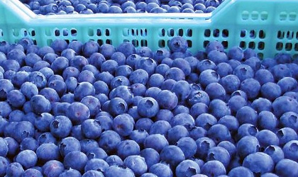 阿根廷蓝莓终获中国准入协议