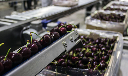 智利樱桃本周启动出口 贸易量有望增长16%达4185万箱
