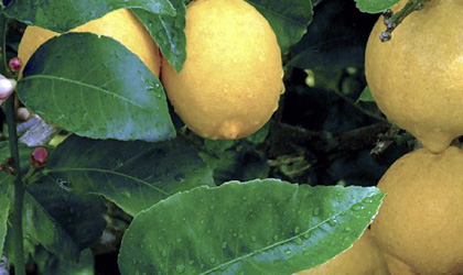 西班牙柠檬：新季产量降至110万吨 仍保全球柠檬出口大国地位