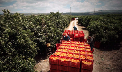 意大利柑橘一步之遥获批出口中国
