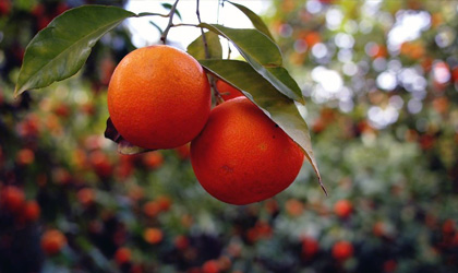 津巴布韦与中国敲定柑橘贸易 反季是成功关键因素