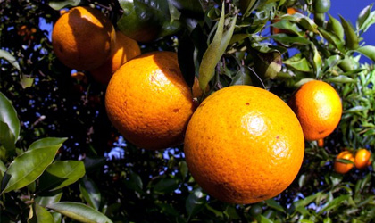 佛罗里达柑橘遇飓风灾难 国会批准资金援助