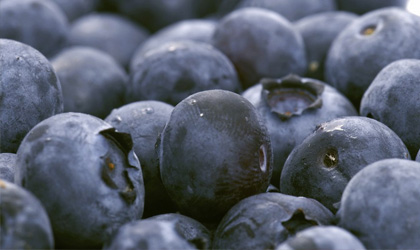 智利蓝莓季末报告：出口量略低于上季 远东市场增长20%