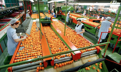 西班牙柑橘：高品质产品供应中国 利用贸易局势抢占市场