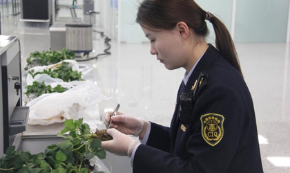 河南郑州机场口岸截获370株日本草莓种苗 将检测后销毁