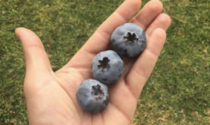 全球最重蓝莓后续：澳洲Mountain Blue称其巨型品种已超16克