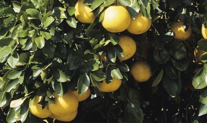 美国佛罗里达鲜橙葡萄柚：受飓风影响严重 产量大幅下降