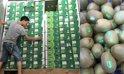 智利Sweeki猕猴桃抵达中国等亚洲市场 本季产量增长一倍