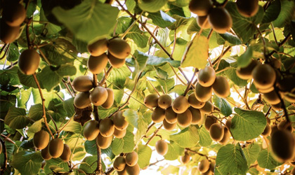 猕猴桃品项市场热度上升两位  佳沛奇异果营销再升级