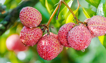 海南省上半年水果出口大幅增长 红心火龙果与无核荔枝实现首次出口