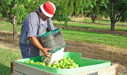 阿根廷苹果、梨预计产量下滑