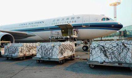 11吨乌兹别克斯坦樱桃飞抵北京 南航预计本季空运输华或达500吨