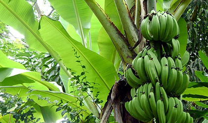 中国龙美农业投资柬埔寨 打造1000公顷香蕉种植基地