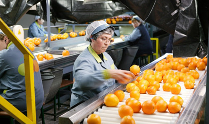 西班牙柑橘产量增长 出口商加强对华出口