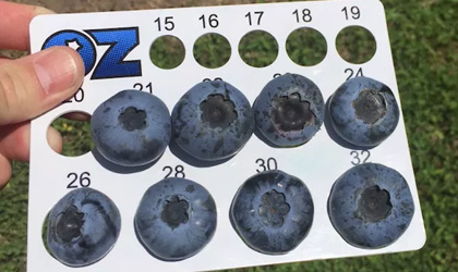 全球最重”蓝莓品种OZblu抵达北京市场半日售罄