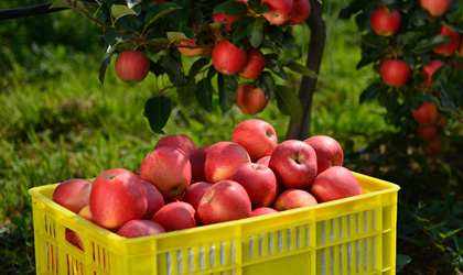 海升集团：中国苹果本季产量预期下跌近30% 上市早中熟品种价格上涨